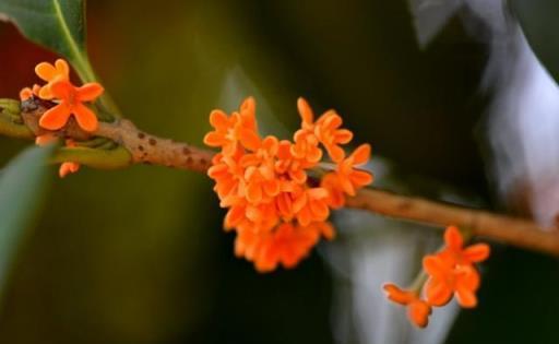 濃香滿衣袂 不覺桂花開，十五首桂花的詩詞，桂花香，秋意濃