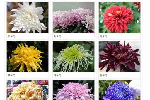 這「38種花」，當你開始收集品種時，你已入坑頗深