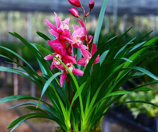 它是建蘭「香花之王」，蘭香濃烈，花色豔麗，又美又仙，很好養