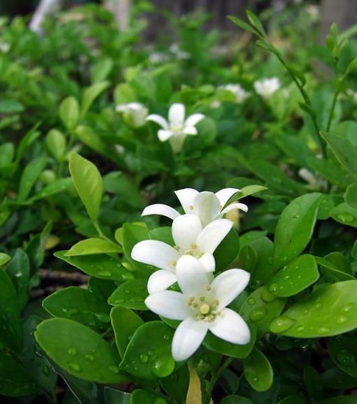 黃金葛已經過時，此花四季都能開，比桂花還香，關鍵還能淨化空氣