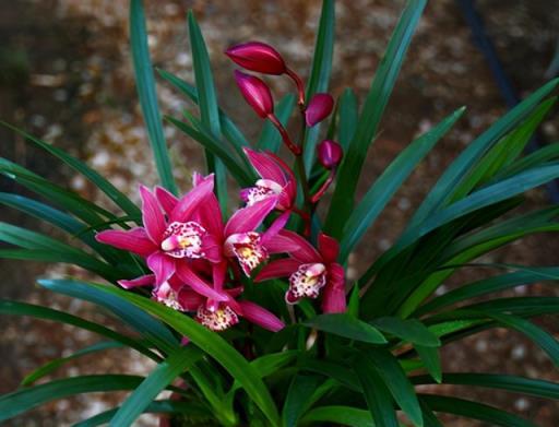 它是建蘭「香花之王」，蘭香濃烈，花色豔麗，又美又仙，很好養