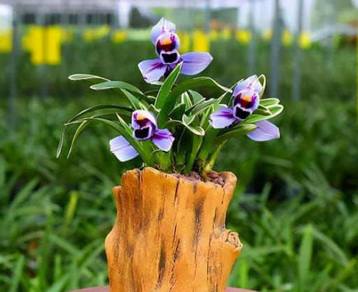 建議養花人：這種紫色蘭花是「開花機器」，高雅大氣，又美又仙