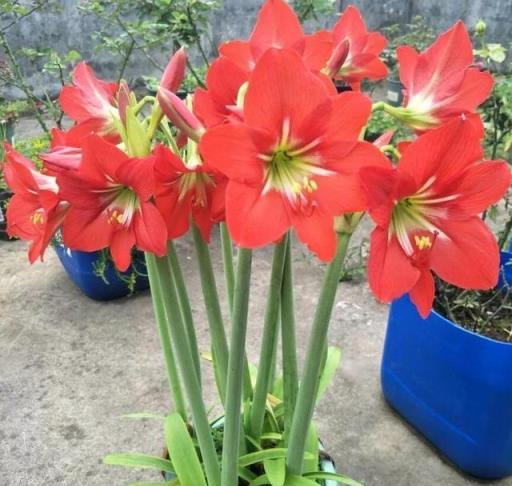 養朱頂紅，秋季做好一件事，根系好側芽多，順利開花很漂亮