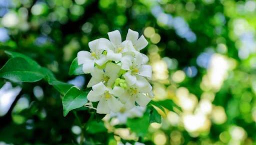 黃金葛已經過時，此花四季都能開，比桂花還香，關鍵還能淨化空氣