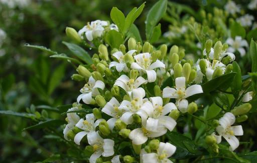 黃金葛已經過時，此花四季都能開，比桂花還香，關鍵還能淨化空氣