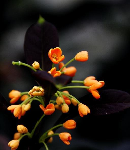 濃香滿衣袂 不覺桂花開，十五首桂花的詩詞，桂花香，秋意濃