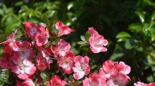 院子裡養四種花，夏天冬天都不怕，花大豔麗，好看又頑強