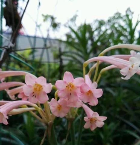 4種「香水花」，都是小球球，秋天種下，倆月就開花，滿屋香水味