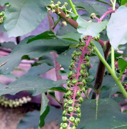路邊這種「野草」，果實像葡萄，是珍貴「消腫良藥」，看到別亂摘