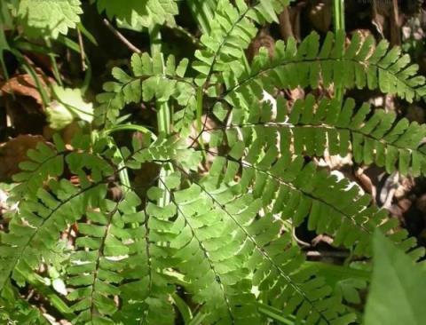 這些生長在「蔭頭裡」的植物，你認識幾種？