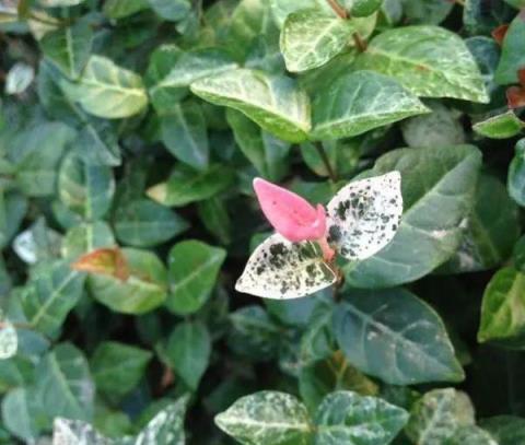 這些生長在「蔭頭裡」的植物，你認識幾種？