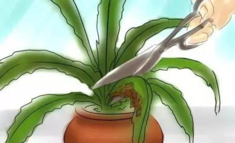 這些生長在「蔭頭裡」的植物，你認識幾種？