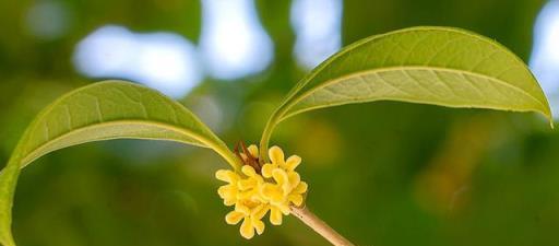 濃香滿衣袂 不覺桂花開，十五首桂花的詩詞，桂花香，秋意濃