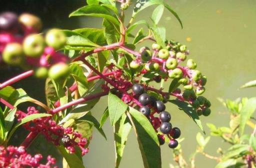 路邊這種「野草」，果實像葡萄，是珍貴「消腫良藥」，看到別亂摘