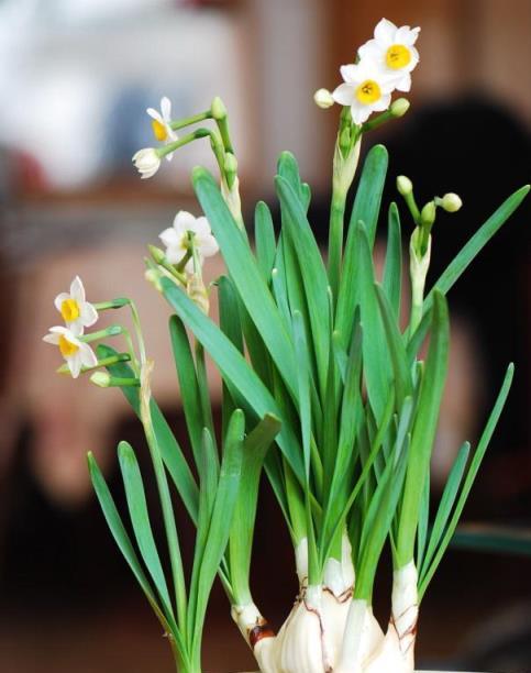 10種「有毒」的盆栽花卉，家裡經常見，家有小孩的更要慎養