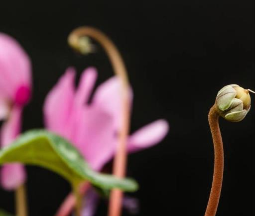 6種耐寒花卉，秋季播種指南，年年花開不間斷，經濟又易養