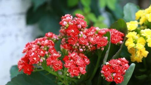 4種花這樣養，冬天能開花，花色多還好養