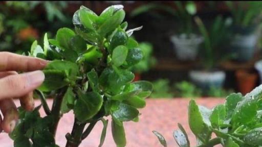 秋天把長壽花「餵飽」，植株才能長得旺，孕蕾多