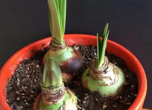 6種耐寒花卉，秋季播種指南，年年花開不間斷，經濟又易養