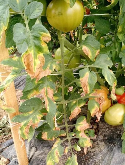 最近陰雨連綿，植物葉子容易長「鏽斑」，教你正確預防和處理