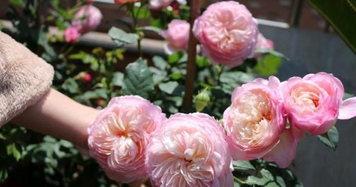 月季花界的「仙女」—康斯坦茨，又美又仙，芬芳馥郁，陽臺也能養