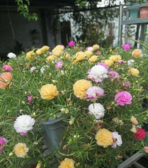 簡直不敢相信自己的眼睛，這12種花，隨便掐個枝插土裡就活