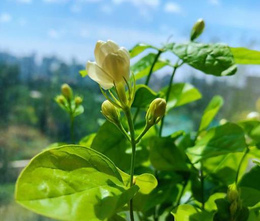 養茉莉花的3個技巧，枝葉旺盛油綠髮亮，不斷綻放芳香濃郁