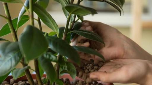 室內養盆栽植物很容易犯的5個錯誤，難怪植物狀態老是不好