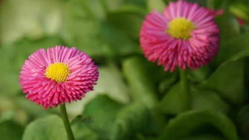 最漂亮又好養的雛菊系列，外形酷似「絨球」，皮實好養