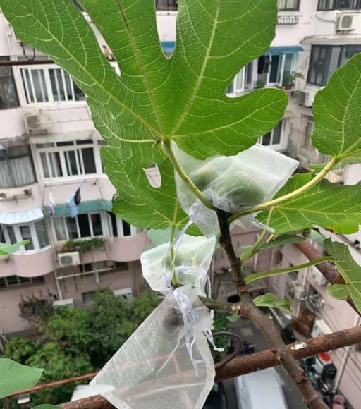 陽臺養無花果，遵循這3點，秋天還果實累累，植株茁壯