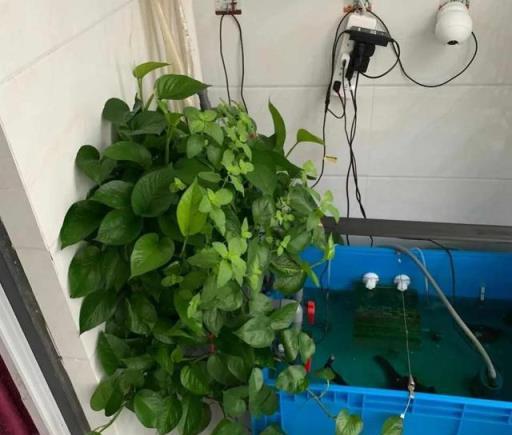 簡直不敢相信自己的眼睛，這12種花，隨便掐個枝插土裡就活