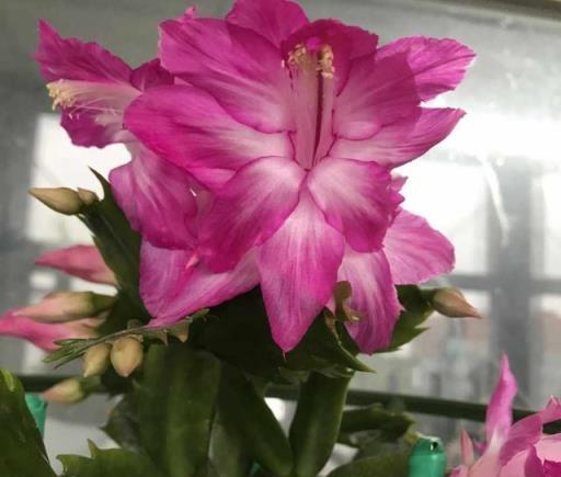 簡直不敢相信自己的眼睛，這12種花，隨便掐個枝插土裡就活