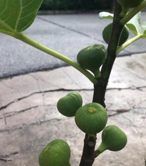 陽臺養無花果，遵循這3點，秋天還果實累累，植株茁壯