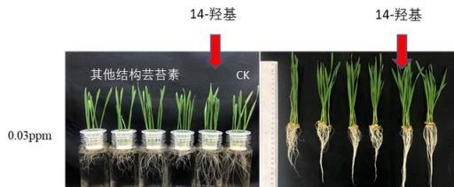 想要蔬菜長得好，健康根系少不了——這幾點你需要知道