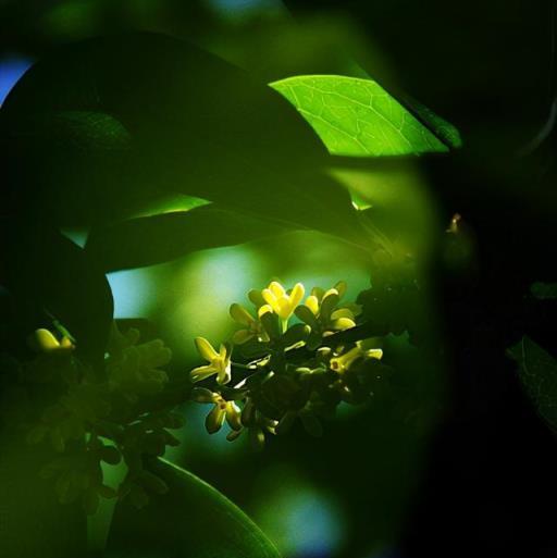 獨佔三秋壓眾芳，十首詠桂花的詩詞，桂花飄香，馥郁如你