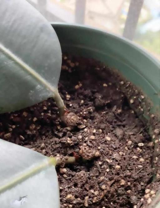 簡直不敢相信自己的眼睛，這12種花，隨便掐個枝插土裡就活