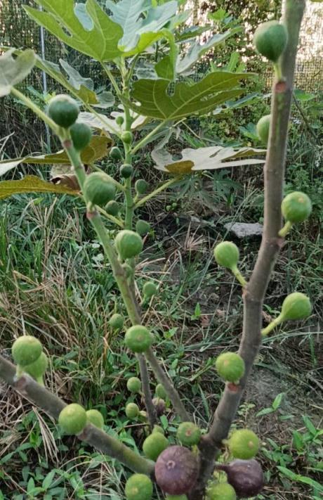 陽臺養無花果，遵循這3點，秋天還果實累累，植株茁壯