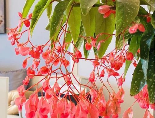 室內養啥花？養「銀星海棠」吧，耐陰好養，花葉俱美，四季能賞花