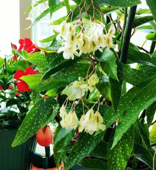 室內養啥花？養「銀星海棠」吧，耐陰好養，花葉俱美，四季能賞花