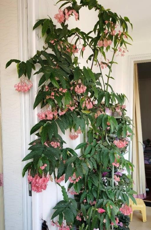 室內養啥花？養「銀星海棠」吧，耐陰好養，花葉俱美，四季能賞花