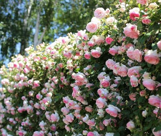 家有庭院，就養1棵藤本月季，秋季種植後，來年從春開到秋