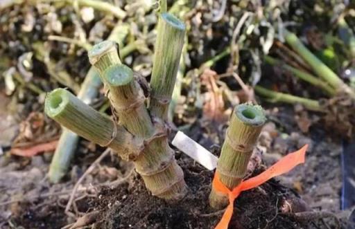 大麗花秋冬起球要點，年復一年開花的祕訣