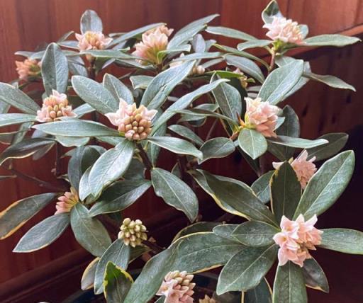 6種「小香花」，漂亮又好聞，還能造香水，家裡養一盆，賺大了