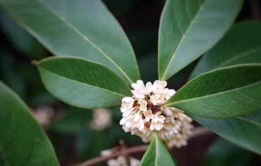 如何聞香識桂花？這份小貼士快收藏