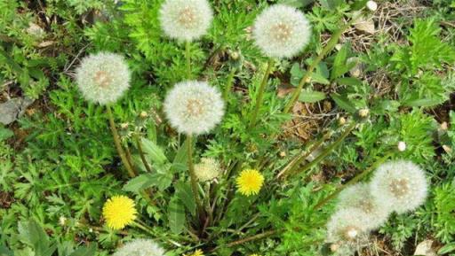 3種「野草」養在家中，裝飾房間又實用，好處多多，不比黃金葛差