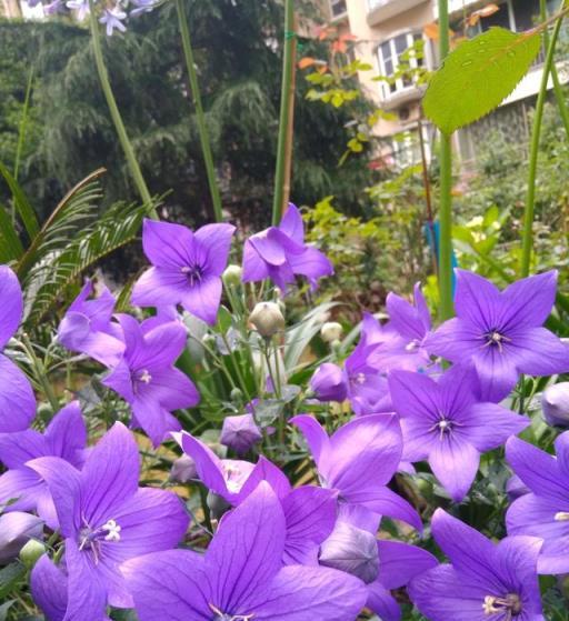 耐寒花卉—中華桔梗，東北露養能過冬，顏值高，易栽培，值得擁有