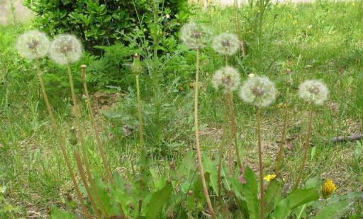 3種「野草」養在家中，裝飾房間又實用，好處多多，不比黃金葛差