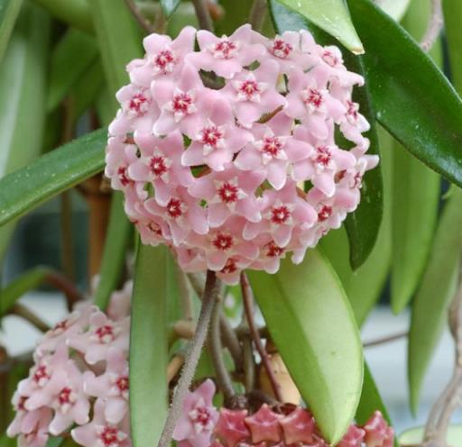 五款香水花卉推薦，室內養殖佳選，美觀又芳香