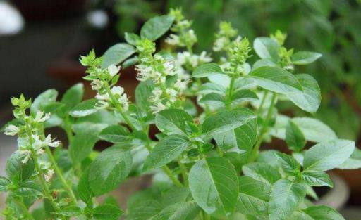 3種「野草」養在家中，裝飾房間又實用，好處多多，不比黃金葛差