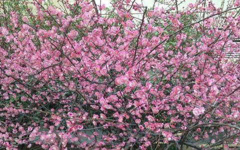 想要梅花春節開花，冬季做好4點後，春節自有梅花香